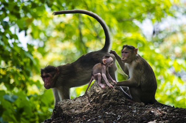 Cute Monkeys At Elephanta Island