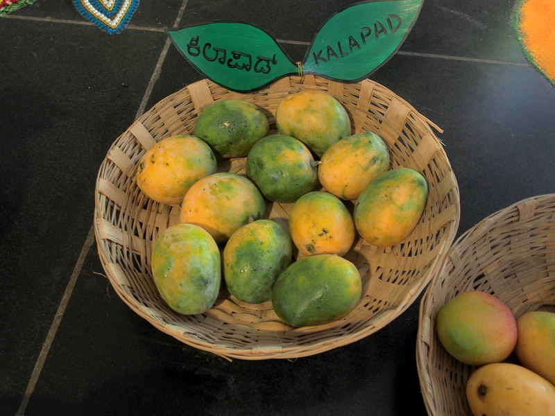 Kallapad Mango